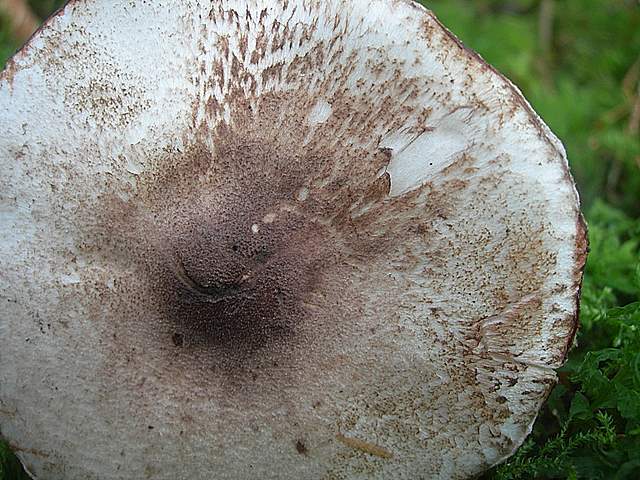 Prima  dell�era  glaciale